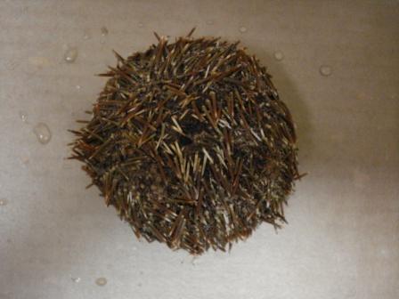 Paracentrotus lividus - esemplare spiaggiato
